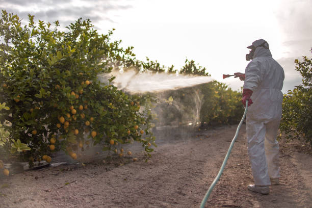 Best Mosquito Control Services  in Clute, TX